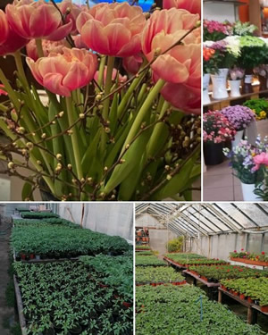 Blumenfachgeschäft - Blumen Geißler Blumenfachgeschäft - Blumen Geißler